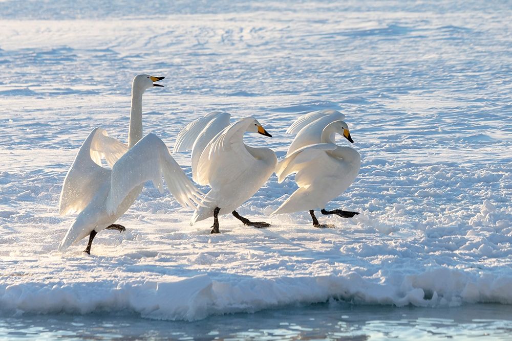 Japan-Hokkaido A group of three whooper swans parade along the edge of the ice art print by Ellen Goff for $57.95 CAD